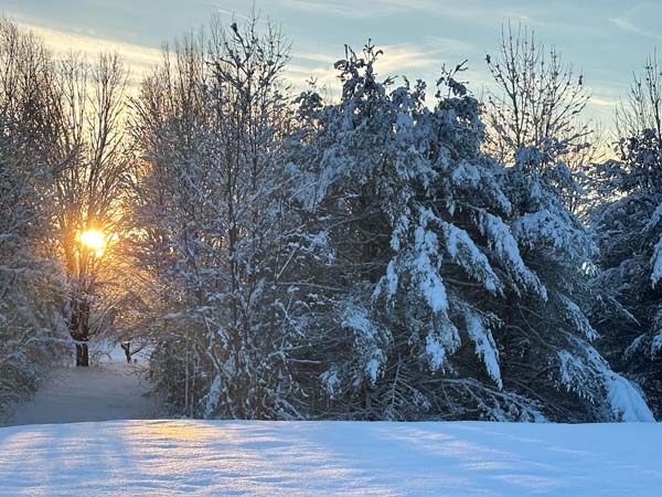 Winter Scene, Snow on the Trees