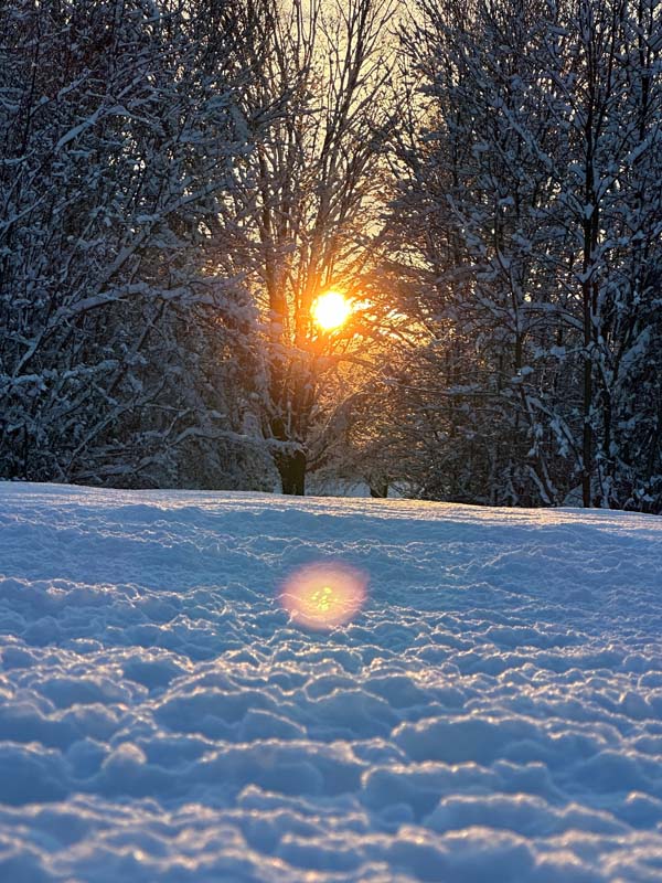 Sun through snow laden trees
